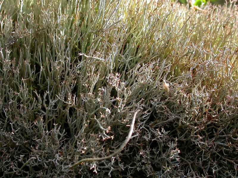 Wistman's Wood Moss and Lichen 3.jpg